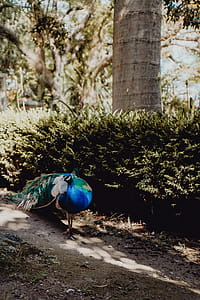 Tropical Botanical Garden in Belem, Lisbon, Portugal thumbnail