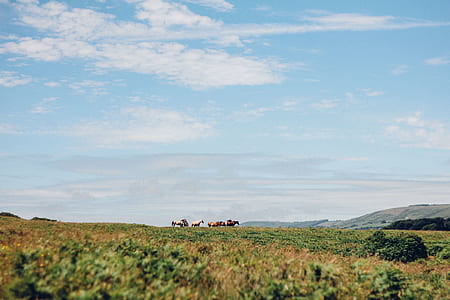 landscape photo of green field with four horses thumbnail