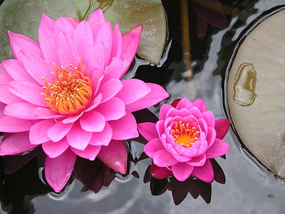 pink waterlily flowers in bloom at daytime thumbnail