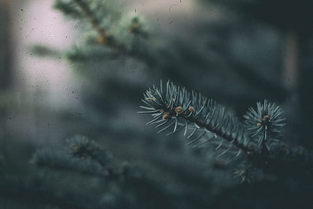 green leafed tree thumbnail