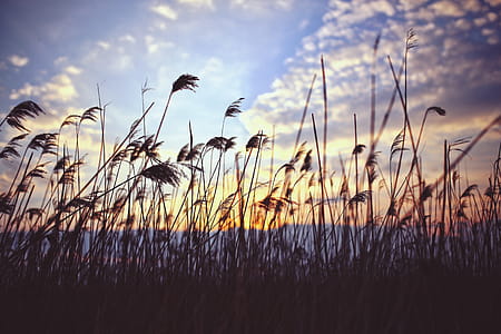Phragmites by sunset thumbnail