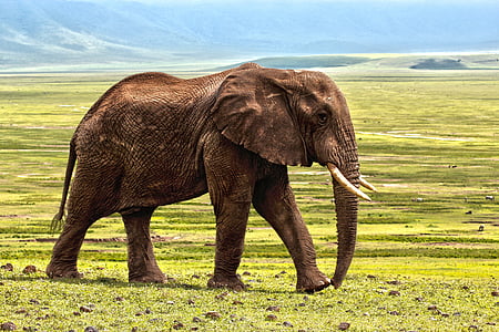 photo of brown elephant on grass field during daylight thumbnail