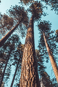 low-angle photo of tall brown trees under clear blue sky thumbnail