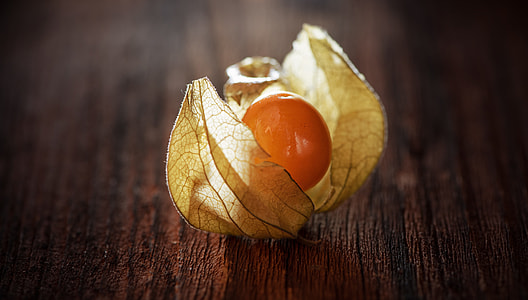 Physalis, Physalis Peruviana thumbnail