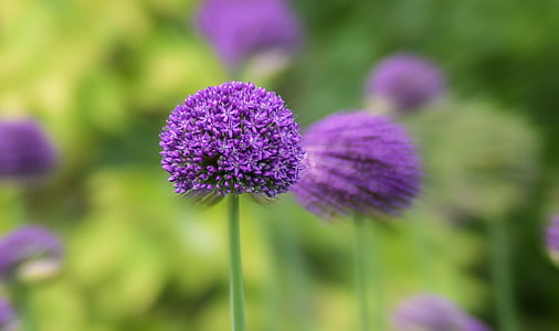 purple dandelion thumbnail