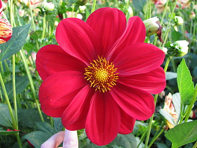 person holding red flower thumbnail