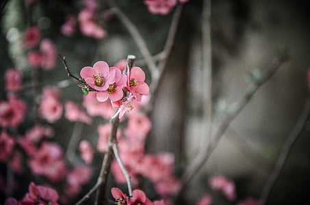 selective focus photo of pink petaled flower thumbnail