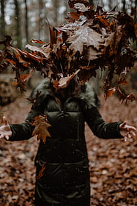 Autumn walk to the forest in foggy weather thumbnail