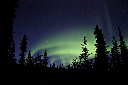 silhouette photo of trees during nighttime thumbnail