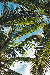 green coconut leafs thumbnail