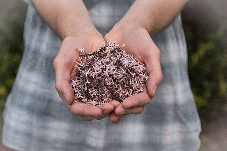 pink petals on human hand thumbnail