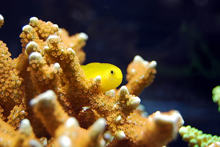 selective focus of fish near the coral thumbnail