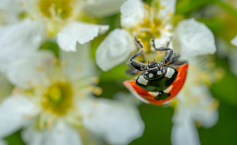 Selective Focus Photography of Ladybug Perched on White Petaled Flower thumbnail