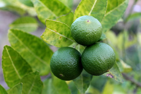 food, healthy, blur, leaves thumbnail