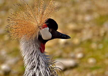 crowned crane thumbnail