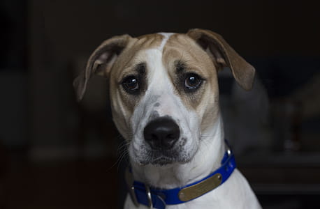 adult white and brown American pit bull terrier wearing blue collar thumbnail
