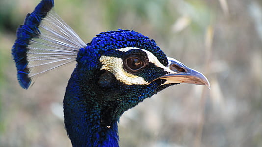 close up photo of peacock head thumbnail
