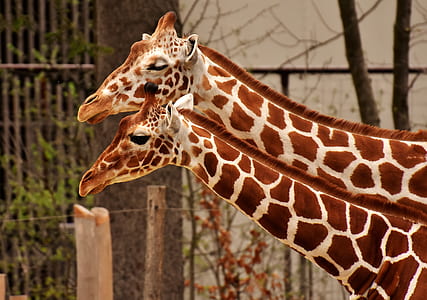 selective focus photo of two brown giraffes thumbnail