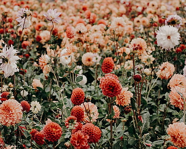 red and pink bloomed flowers at daytime thumbnail