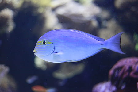 grey pet fish thumbnail
