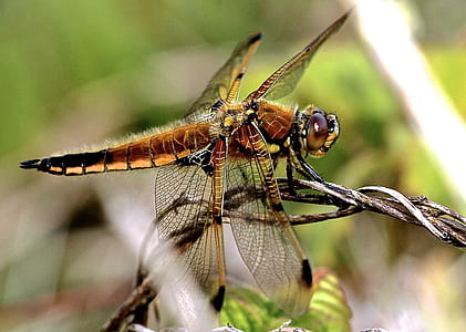 macro shot photo of a brown dragonfly on branch thumbnail