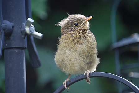 focused photo of brown bird on gray steel frame thumbnail