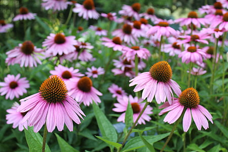 nature, field, flowers, garden thumbnail