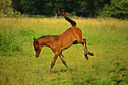 brown pony on grass thumbnail