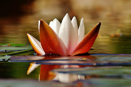 selective focus photo of white-and-brown lotus on bodies of water at daytime thumbnail