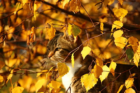 yellow leafed tree thumbnail