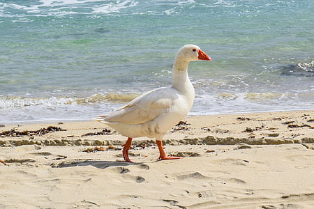 photo of white goose walking near seashore thumbnail