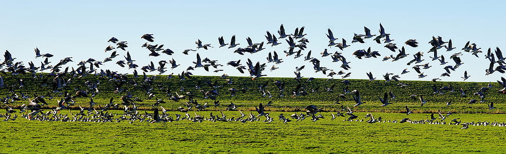 flock of flying birds during daytime thumbnail