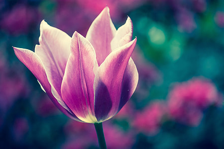 pink tulip flower selective focus photography thumbnail