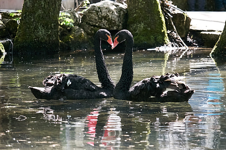 two black swans on body of water thumbnail