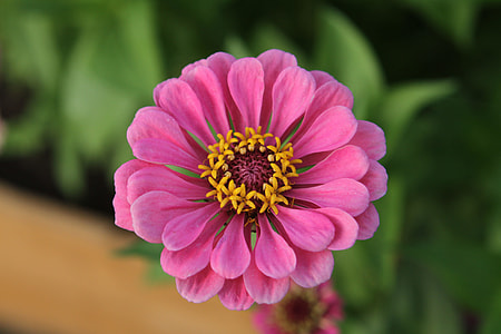 close-up photo of pink zinnia flower thumbnail