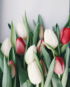 nature, flowers, petals, leaves thumbnail