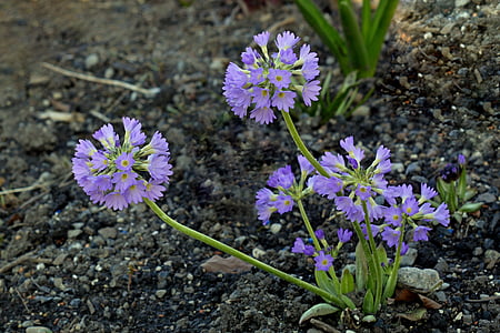 selective focus photo of purple flowers thumbnail