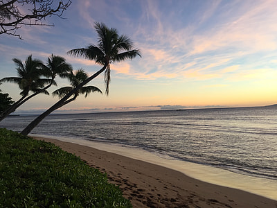 coconut trees beside calm sea at daytime thumbnail