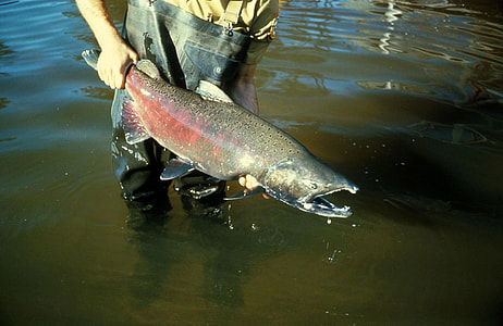 Captured Chinook Salmon - Oncorhynchus tshawytscha thumbnail