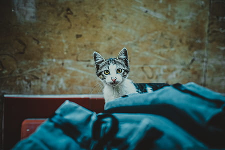 short-haired white and black cat thumbnail