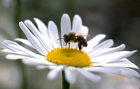 honeybee on white daisy flower selective focus photography thumbnail