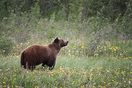 brown bear on grass photograph thumbnail