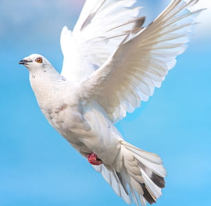 white bird thumbnail