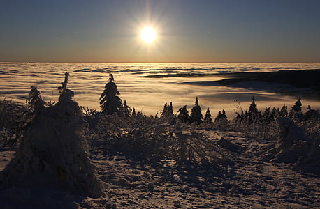 top view of pine trees over white clouds thumbnail