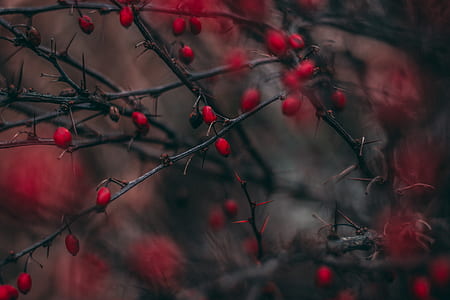 selective focus photography of red fruits on tree thumbnail