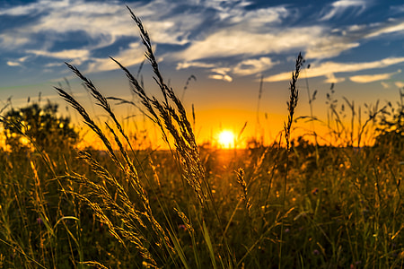 green grass field through sunset photography thumbnail