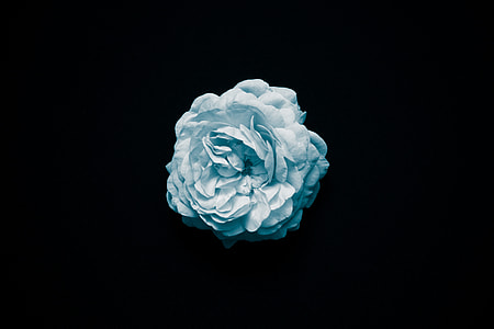 blue carnation flower thumbnail