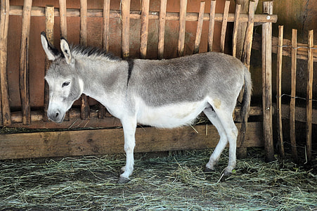 white and gray donkey thumbnail