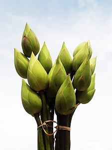 green leafed plants thumbnail