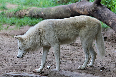 white wolf thumbnail